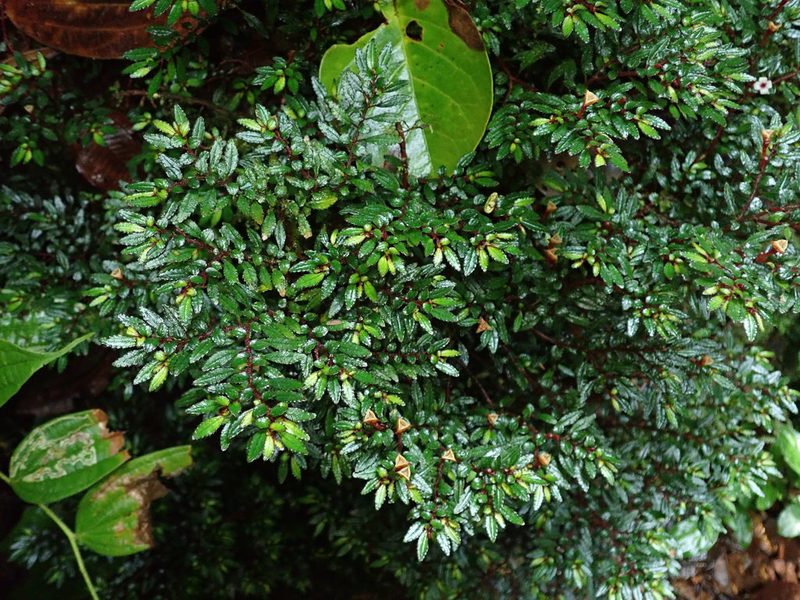 Triolena pileoides, photographed by Nolan Exe