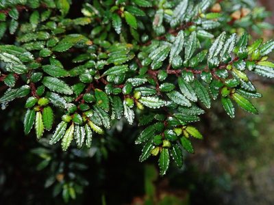 Triolena pileoides, photographed by Nolan Exe