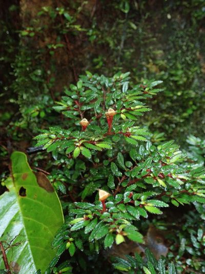 Triolena pileoides, photographed by Nolan Exe
