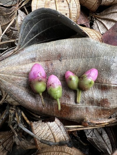 Axinaea macrophylla, photographed by Nicolás Baresch Uribe