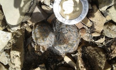 Mammillaria lasiacantha, photographed by Alejandro Sigala Chávez