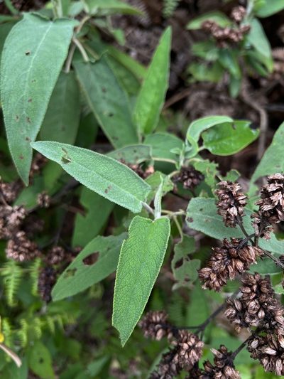 Lepechinia salviifolia, photographed by Nicolás Baresch Uribe