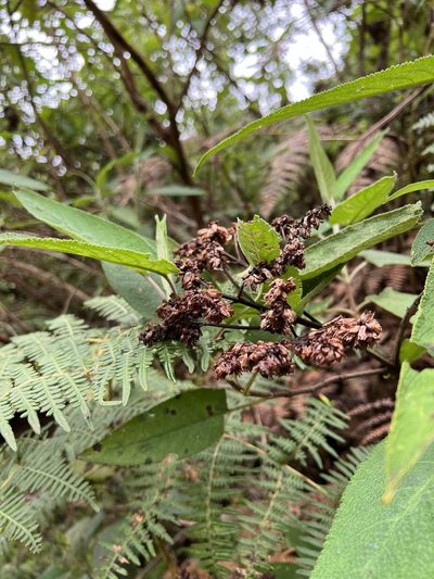 Lepechinia salviifolia, photographed by Nicolás Baresch Uribe