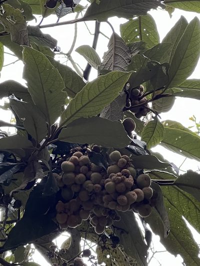 Buddleja bullata, photographed by Nicolás Baresch Uribe