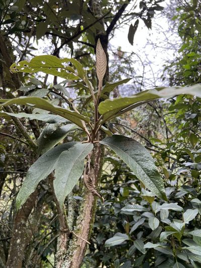 Buddleja bullata, photographed by Nicolás Baresch Uribe