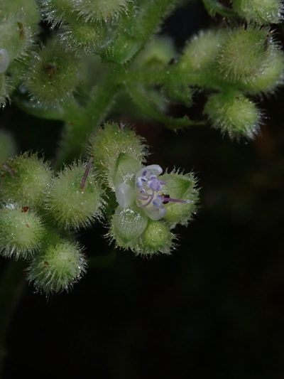Floscopa peruviana, photographed by Nolan Exe