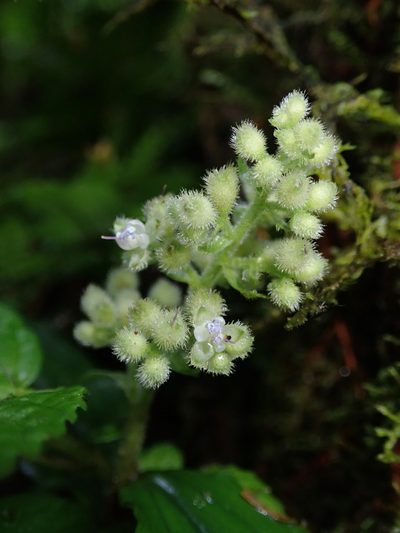 Floscopa peruviana, photographed by Nolan Exe