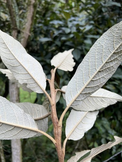 Buddleja bullata, photographed by Nicolás Baresch Uribe