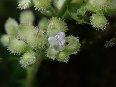 Floscopa peruviana, photographed by Nolan Exe