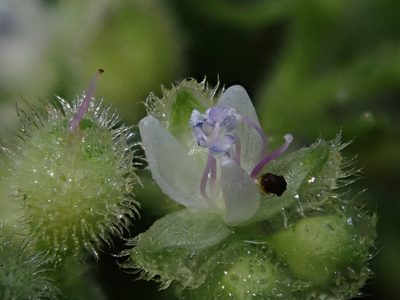 Floscopa peruviana, photographed by Nolan Exe