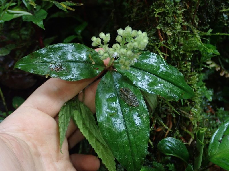 Floscopa peruviana, photographed by Nolan Exe