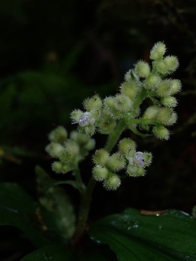 Floscopa peruviana, photographed by Nolan Exe