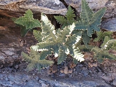 Notholaena standleyi, photographed by Craig Martin