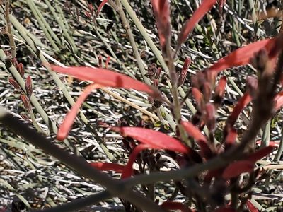 Justicia californica, photographed by Craig Martin