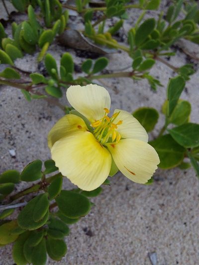 Roepera maritima, photographed by Manuel R Popp