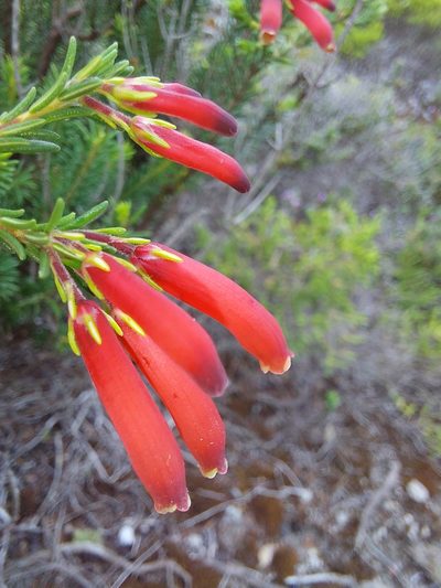 Erica chloroloma, photographed by Manuel R Popp