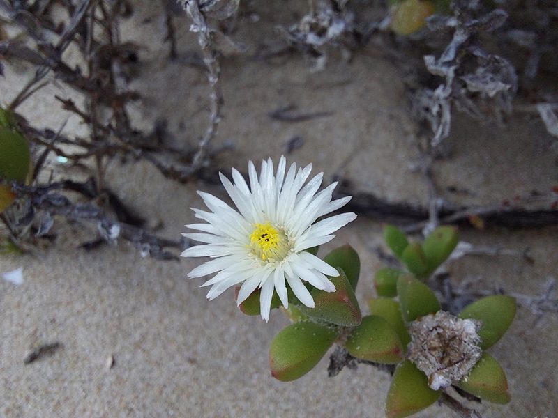 Delosperma patersoniae, photographed by Manuel R Popp