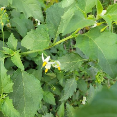 Solanum douglasii, photographed by Dan Horowitz