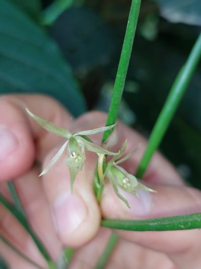Epidendrum porquerense, photographed by Daniel Mesa