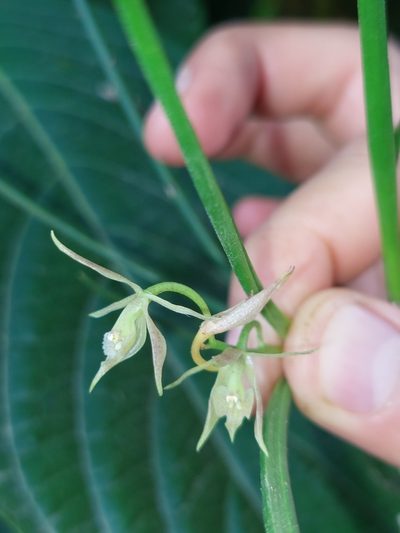 Epidendrum porquerense, photographed by Daniel Mesa