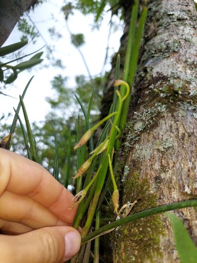 Epidendrum porquerense, photographed by Daniel Mesa