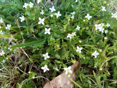 Houstonia micrantha, photographed by Leila Dasher