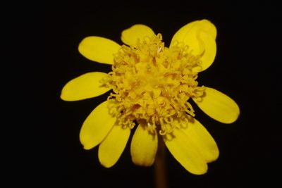 Packera schweinitziana, photographed by Brian Finzel
