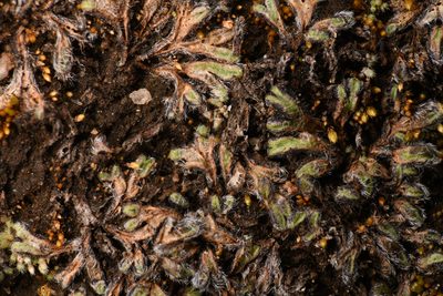 Riccia crinita, photographed by Trevor Van Loon