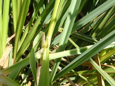 Cortaderia jubata, photographed by Arnim Littek