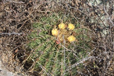 Ferocactus histrix, photographed by José Belem Hernández Díaz