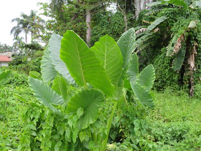 Alocasia macrorrhizos, photographed by Светлана Царахова