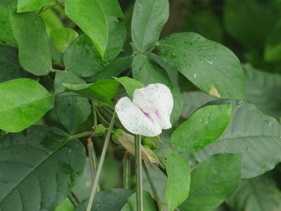 Centrosema pubescens, photographed by Светлана Царахова