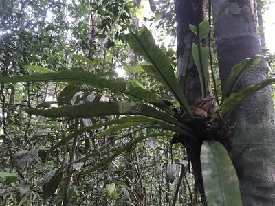 Asplenium serratum, photographed by fern Wildtruth
