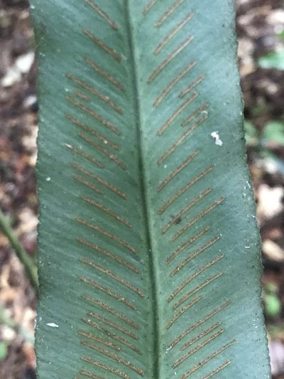 Asplenium serratum, photographed by fern Wildtruth