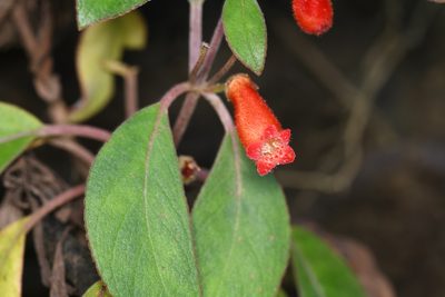 Kohleria spicata, photographed by Trevor Van Loon
