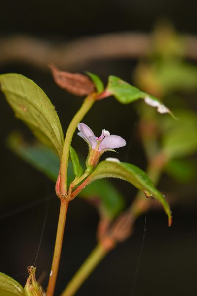 Schwackaea cupheoides, photographed by Trevor Van Loon