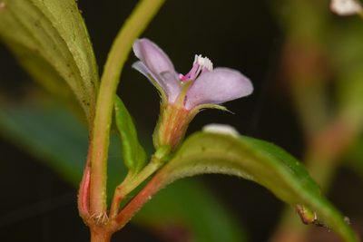 Schwackaea cupheoides, photographed by Trevor Van Loon