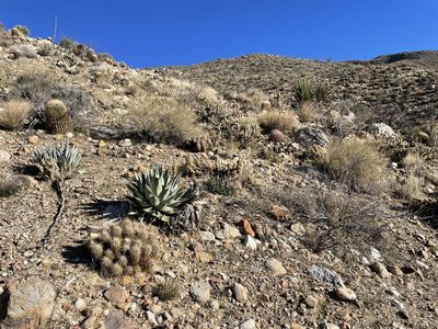 Cylindropuntia ganderi, photographed by Henrik Kibak