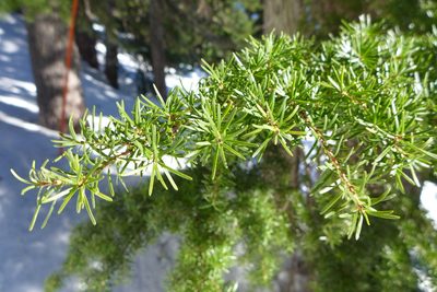 Tsuga mertensiana, photographed by Todd Huang