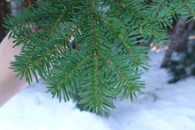 Abies amabilis, photographed by Todd Huang