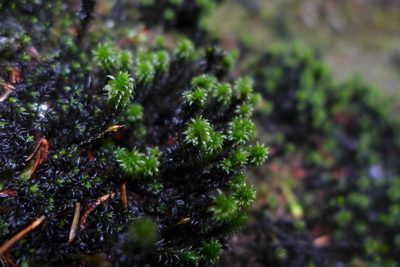 Scouleria aquatica, photographed by Todd Huang