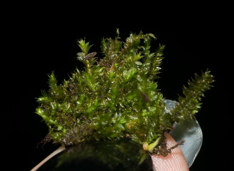 Racopilum cuspidigerum, photographed by Kevin Faccenda