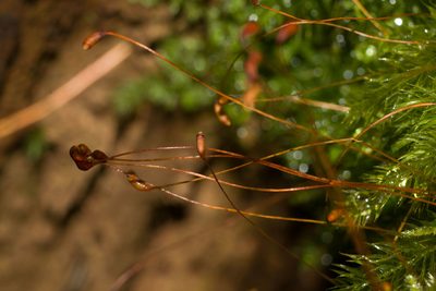 Pyrrhobryum spiniforme, photographed by Kevin Faccenda