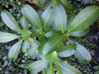 Psychotria mariniana, photographed by Kevin Faccenda