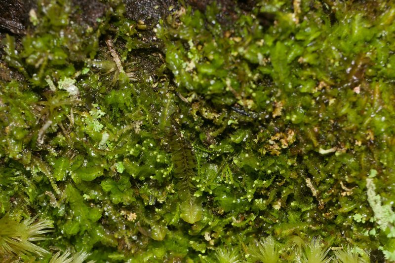 Odontoschisma denudatum, photographed by Kevin Faccenda