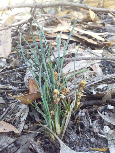 Lomandra nana, photographed by insiderelic