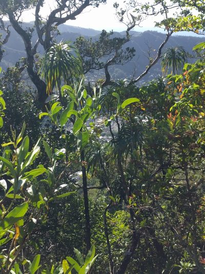Dracaena halapepe, photographed by Kevin Faccenda