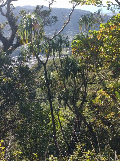 Dracaena halapepe, photographed by Kevin Faccenda