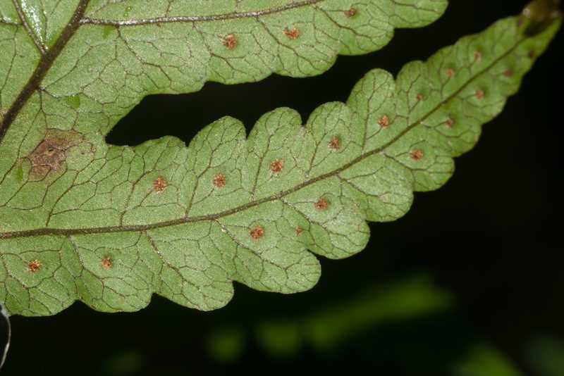Tectaria gaudichaudii, photographed by Kevin Faccenda