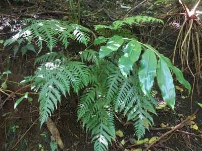 Tectaria gaudichaudii, photographed by Kevin Faccenda